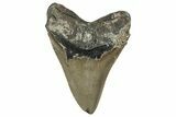 Serrated, Fossil Megalodon Tooth - North Carolina #350589-2